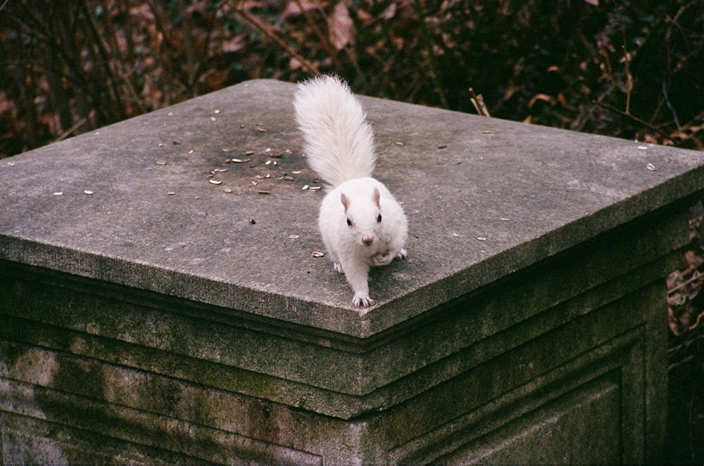bumble the leusistic squirrel<br />2025